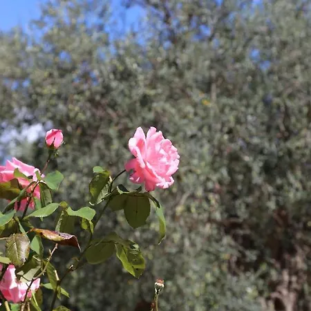 La Masseria Pietramarmo - App To Con Vista